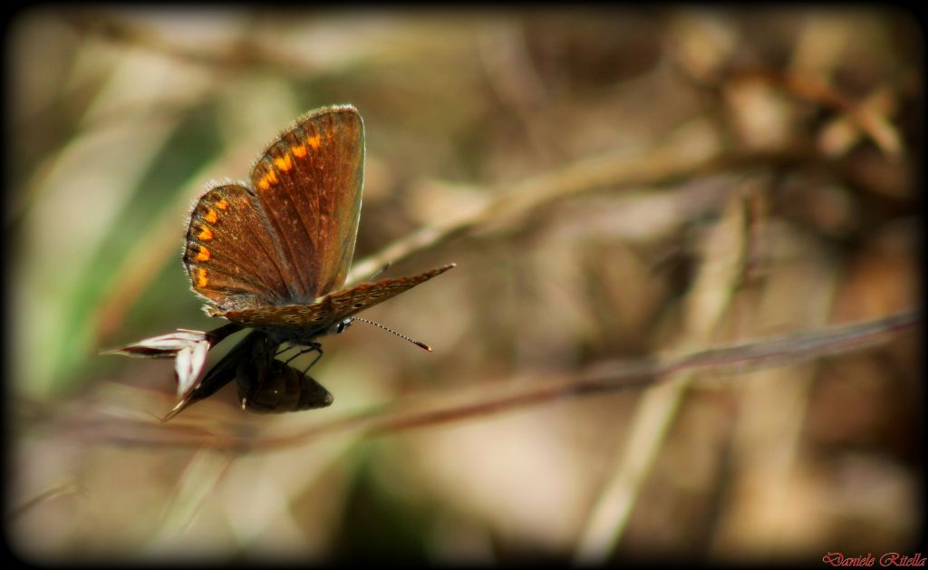 Polyommatus icarus femmina???